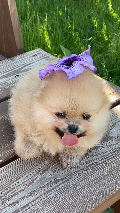  Pomeranian Puppy with Flower on Head