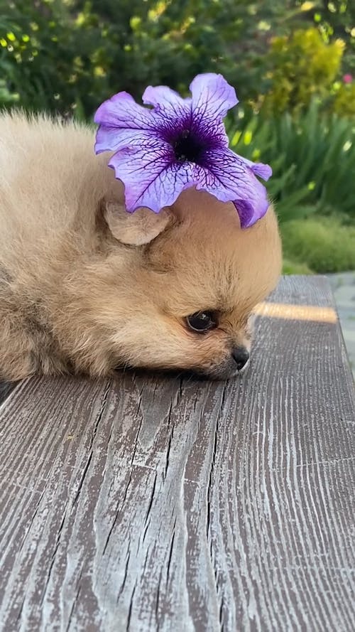 A Dog with Flower on It's Head