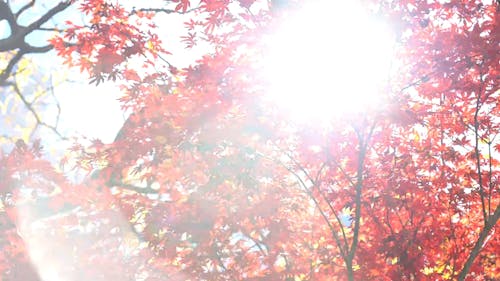 Sunlight Throurgh the Autumn Leaves 