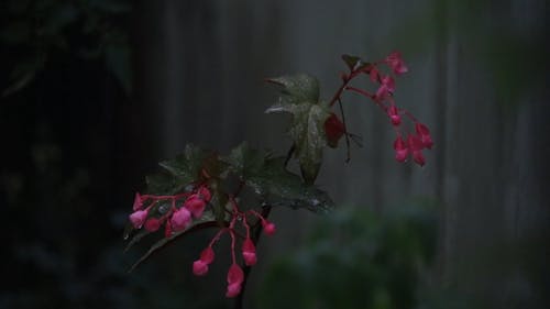 Close-Up Video of a Plant on a Rainy Day