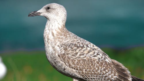 Close Up Video of a Bird