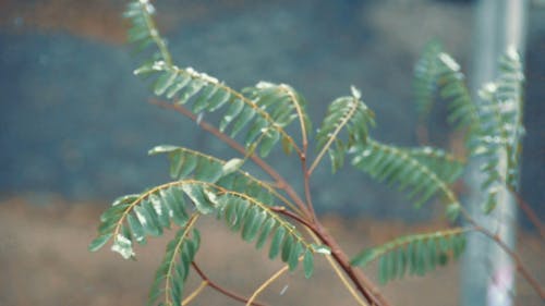 Droplets of Rain on Small Leaves