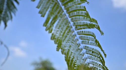 Leaves Swaying in the Wind