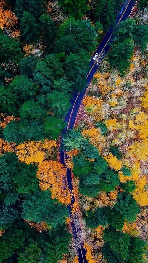 A Road Among the Woods Seen From Above