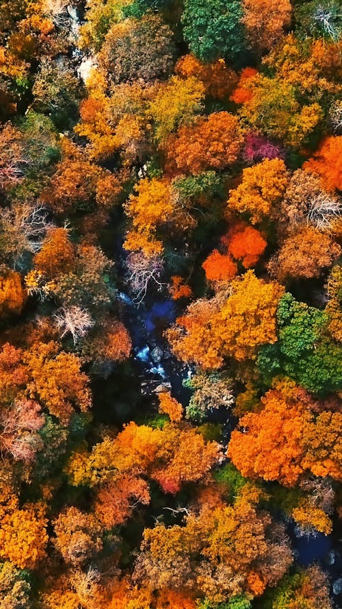 Aerial Footage of Forest Trees During Autumn