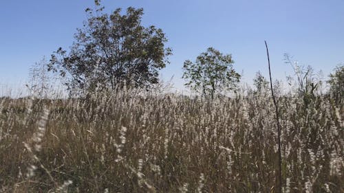 Grass and Trees Swaying in the Wind