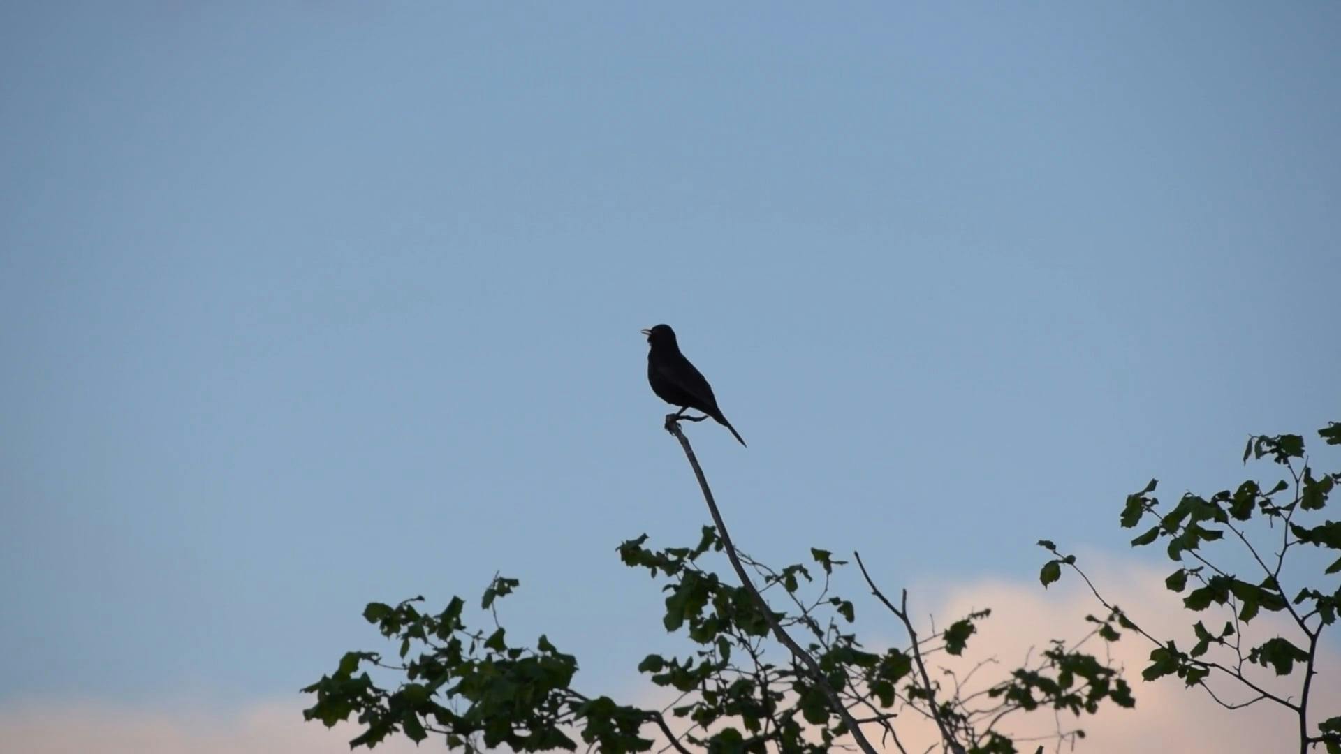 Green Trees and Birds Chirping · Free Stock Video