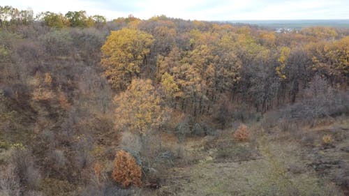 Drone Shot of a Forest in Autumn Season