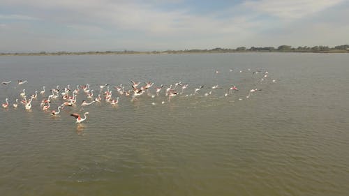 Flock of Flamingos Flying Out of the Water