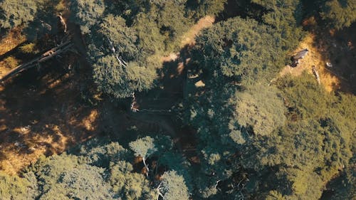 Bird's-eye View of Trees on a Sunny Day