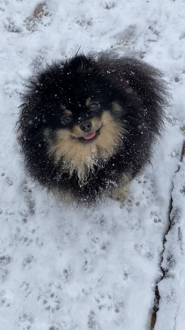 Pomeranian In Snow Videos, Download The BEST Free 4k Stock Video ...