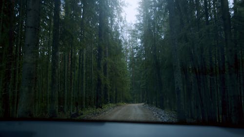 Video of a Driving on Forest