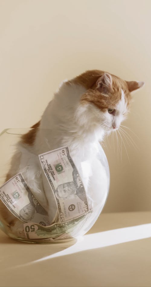 Paper Bills and a Cat Inside a Fish Bowl