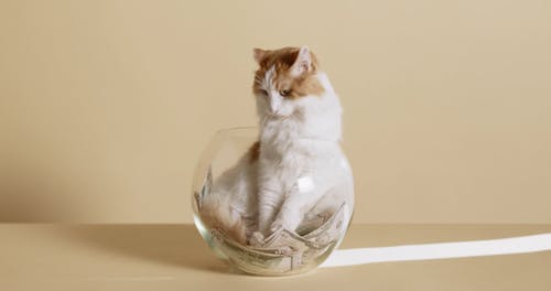 A Cat Inside a Fish Bowl