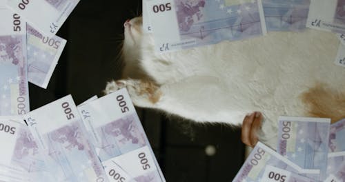 Cat Over Currency Notes