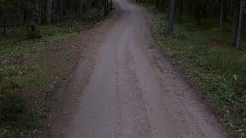 An Aerial Footage of a Forest