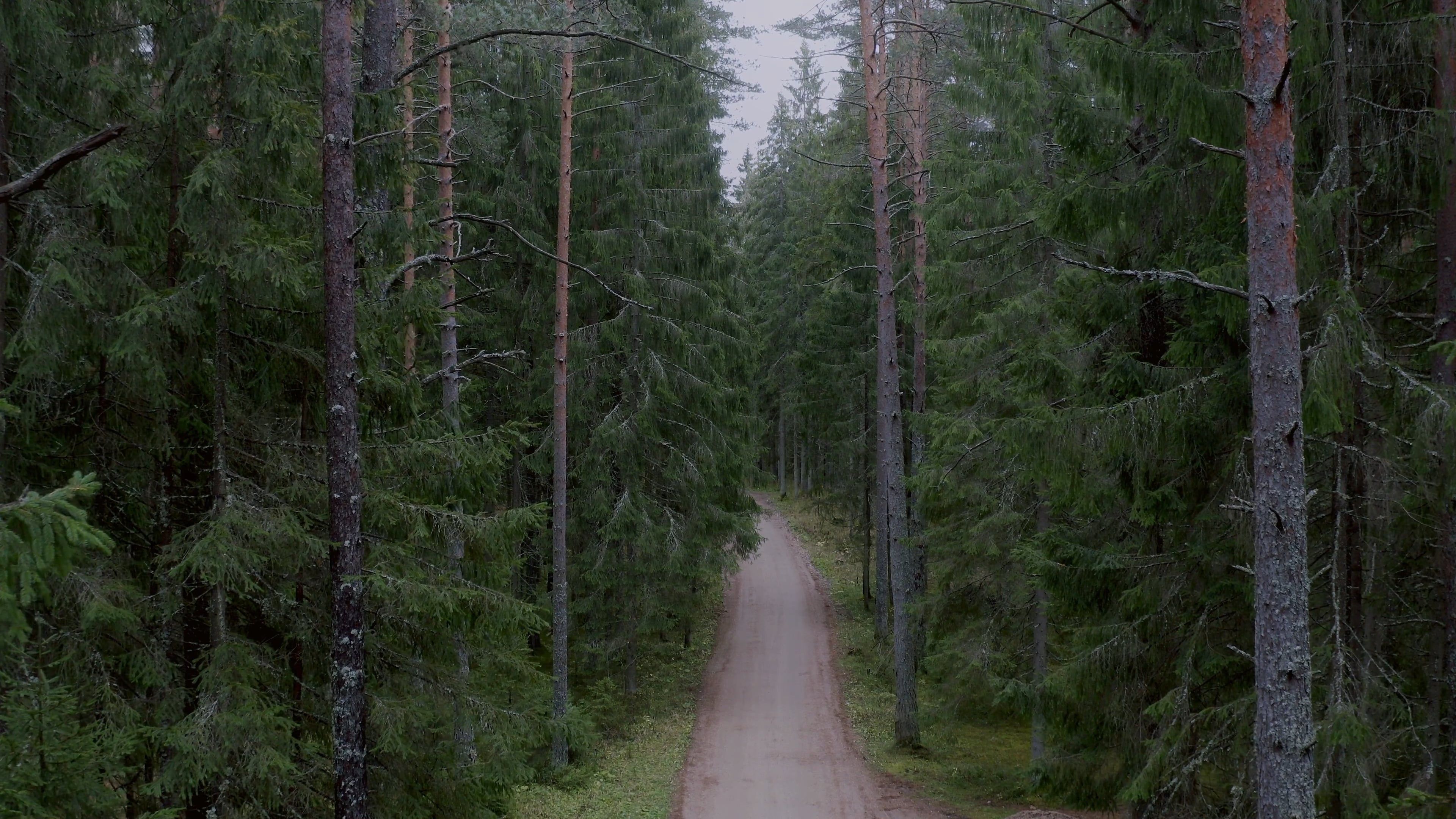An Aerial Footage of a Forest Free Stock Video Footage, Royalty-Free 4K ...