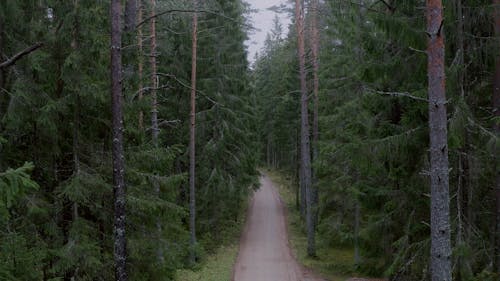 An Aerial Footage of a Forest