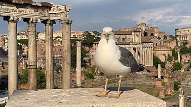 close up video of bird