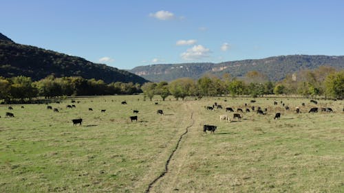 Herd of Cows in the Grassland