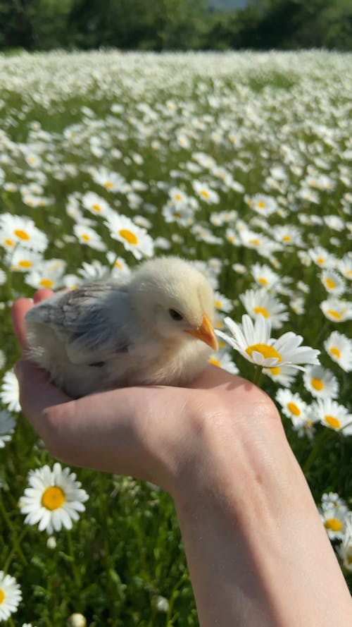 Close Up Video of a Person Holding a Chick