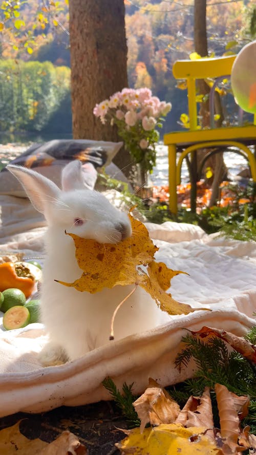 Video of a Bunny Chewing a Leaf