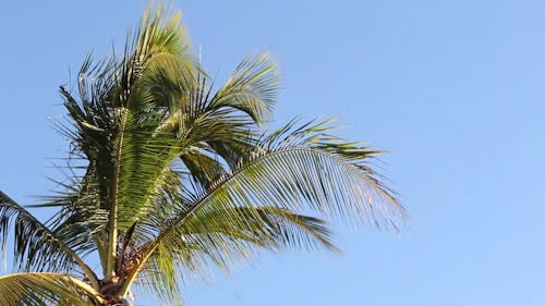 Close Up Video of a Palm Leaves