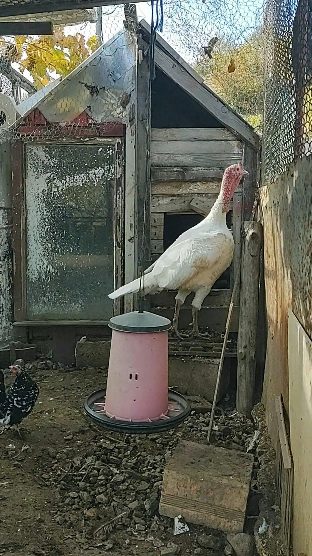 Chicken and Turkey in Hen House · Free Stock Video