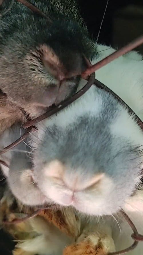 Close Up Video of Rabbits