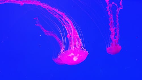 A Neon Pink Colored Jellyfish Swimming Underwater