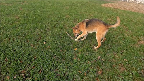 A Dog Fetching a Stick