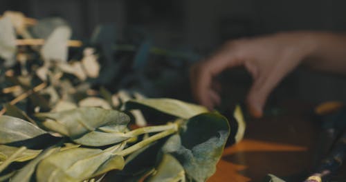 Close-Up Video Of Person Fixing The Flowers