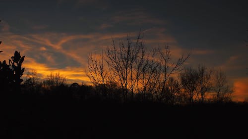 Silhouette of Leafless Trees