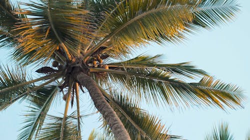 A Close Up Low Angle View of a Coconut Tree