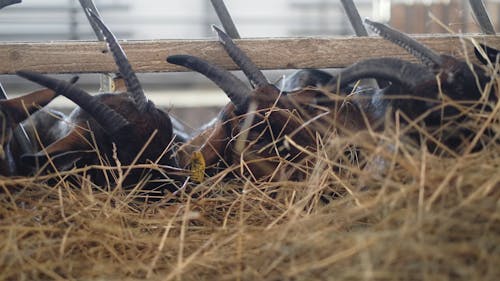 Video of Domestic Goats Eating Dried Grass