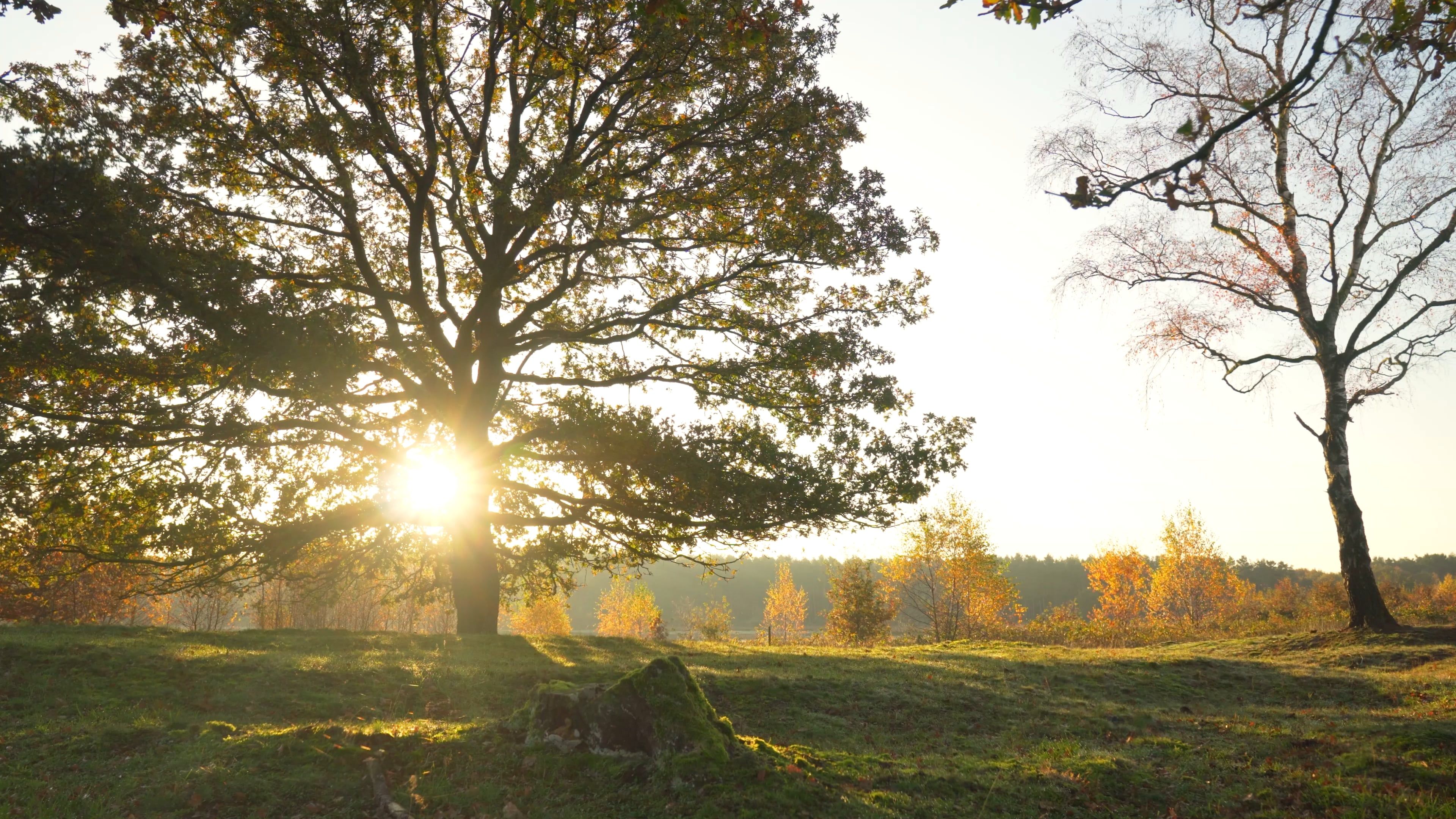 Autumn Table Background Videos, Download The BEST Free 4k Stock Video ...