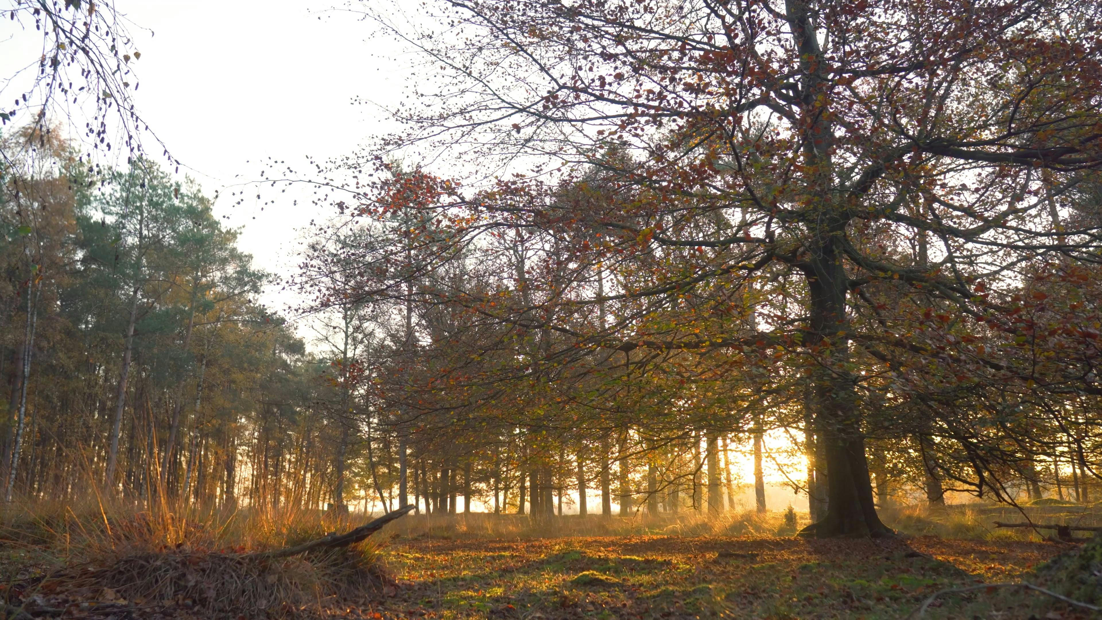 Wide Angle Shot of Forest with Sunset \u00b7 Free Stock Video