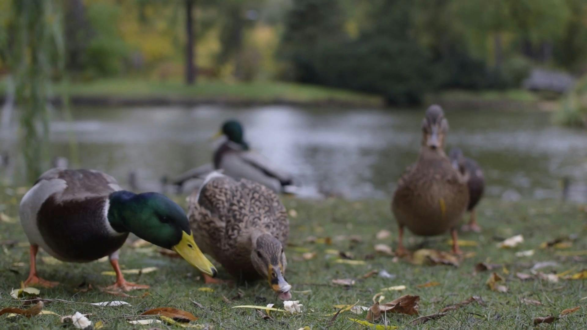 Feeding Wild Ducks In The Park · Free Stock Video