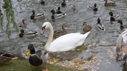 Group of Swans and Ducks on a Pond