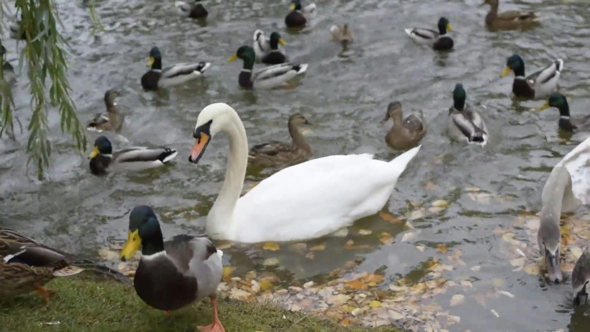 Group of Swans and Ducks on a Pond · Free Stock Video