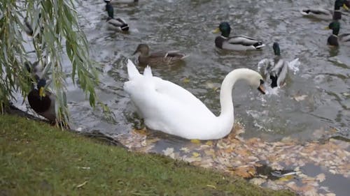 Group of Swans and Ducks on a Pond
