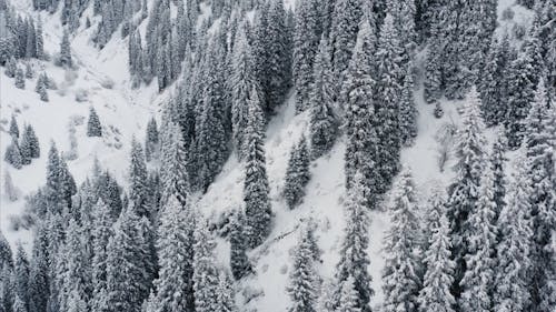 Drone Footage of Pine Trees on Snowy Mountain