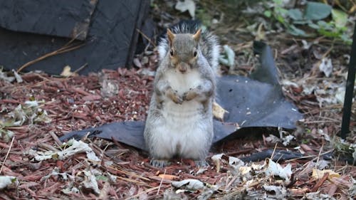 A Squirrel Searching Food On The Ground