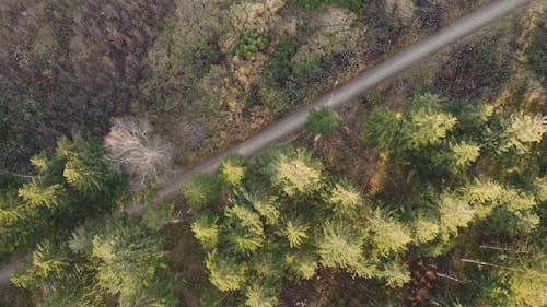Drone Footage of Forest 