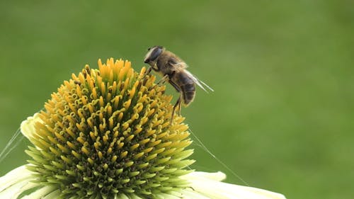 Shallow Focus of a Honeybee on a Flower