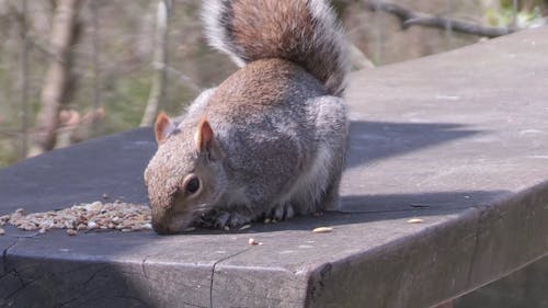 Grey Squirrel Eating Seeds Close up