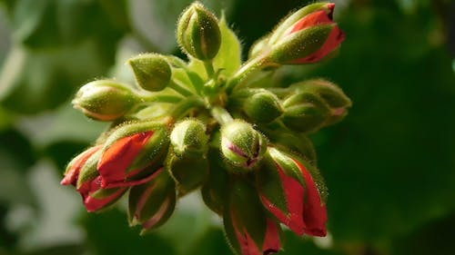 Close-up Footage Of Flower Buds