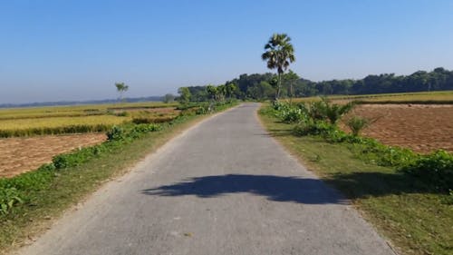 View of the Road in the Farm