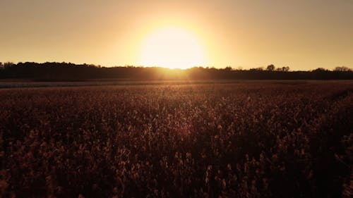 Drone Flying Over An Agricultural Field