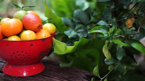 Citrus Fruits in Red Bowl